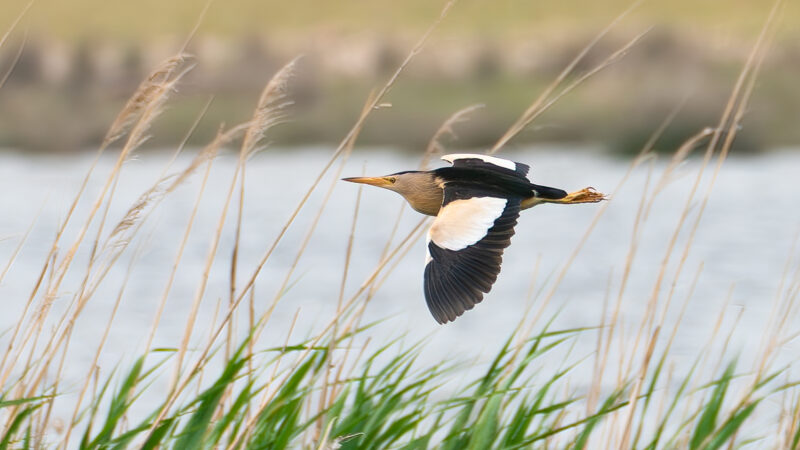Blongios nain en Croatie